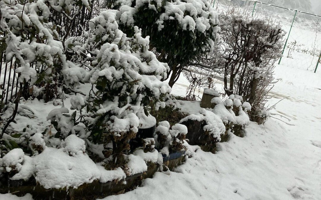 本日は雪の為、臨時休業致します